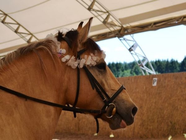 Paardenarena