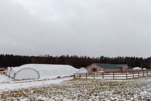 Paardenarena