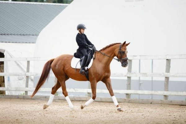 Paardenarena