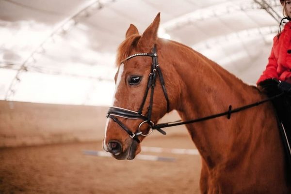 Paardenarena