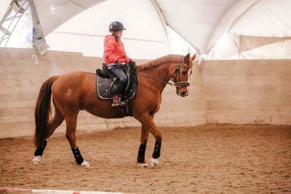 Paardenarena